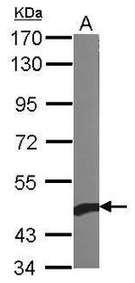 beta Actin Antibody in Western Blot (WB)