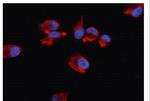 beta Actin Antibody in Immunocytochemistry (ICC/IF)