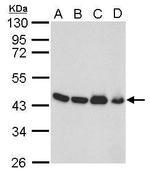 beta Actin Antibody in Western Blot (WB)