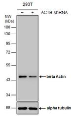 beta Actin Antibody in Western Blot (WB)