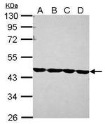 beta Actin Antibody in Western Blot (WB)