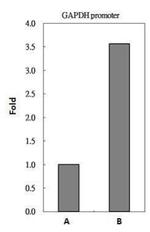 HDAC2 Antibody in ChIP Assay (ChIP)