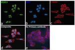 HDAC2 Antibody in Immunocytochemistry (ICC/IF)