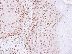 HDAC2 Antibody in Immunohistochemistry (Paraffin) (IHC (P))