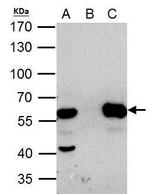 HDAC2 Antibody in Immunoprecipitation (IP)