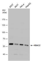 HDAC2 Antibody in Western Blot (WB)