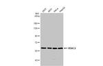 HDAC2 Antibody in Western Blot (WB)