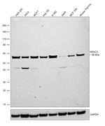 HDAC2 Antibody in Western Blot (WB)