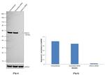 HDAC2 Antibody in Western Blot (WB)