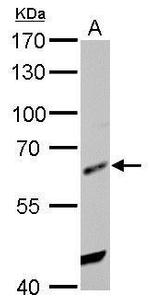 HDAC2 Antibody in Western Blot (WB)