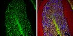 PGP9.5 Antibody in Immunohistochemistry (Frozen) (IHC (F))