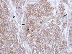 Caveolin 3 Antibody in Immunohistochemistry (Paraffin) (IHC (P))