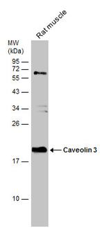Caveolin 3 Antibody in Western Blot (WB)