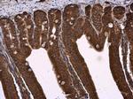 NPR3 Antibody in Immunohistochemistry (Paraffin) (IHC (P))