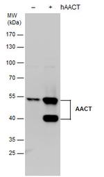 SERPINA3 Antibody in Western Blot (WB)