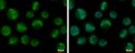 TCF3 Antibody in Immunocytochemistry (ICC/IF)