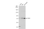 TCF3 Antibody in Western Blot (WB)