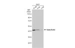 beta Actin Antibody in Western Blot (WB)