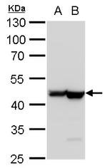 beta Actin Antibody in Western Blot (WB)