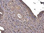 beta Actin Antibody in Immunohistochemistry (Paraffin) (IHC (P))