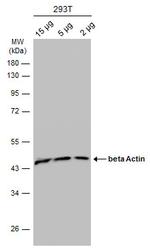 beta Actin Antibody in Western Blot (WB)