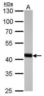 beta Actin Antibody in Western Blot (WB)