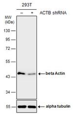 beta Actin Antibody in Western Blot (WB)