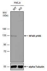 NFkB p105 Antibody in Western Blot (WB)