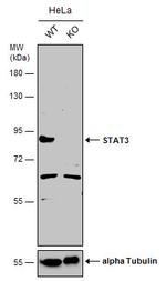 STAT3 Antibody in Western Blot (WB)