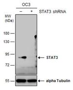 STAT3 Antibody in Western Blot (WB)