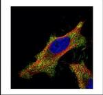 SMAD2 Antibody in Immunocytochemistry (ICC/IF)