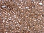 SMAD2 Antibody in Immunohistochemistry (Paraffin) (IHC (P))