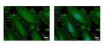 Catenin alpha-1 Antibody in Immunocytochemistry (ICC/IF)