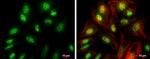 FZR1 Antibody in Immunocytochemistry (ICC/IF)