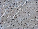 FZR1 Antibody in Immunohistochemistry (Paraffin) (IHC (P))