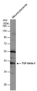 TGF beta-3 Antibody in Western Blot (WB)