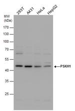 PSKH1 Antibody in Western Blot (WB)