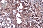 TLR9 Antibody in Immunohistochemistry (Paraffin) (IHC (P))