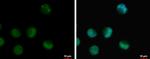 IRAK-M Antibody in Immunocytochemistry (ICC/IF)