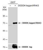 IRAK-M Antibody in Western Blot (WB)