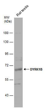 DYRK1B Antibody in Western Blot (WB)