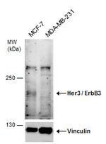 ErbB3 Antibody in Western Blot (WB)