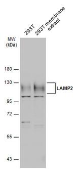 LAMP2 Antibody in Western Blot (WB)