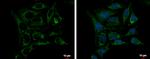 PRDX3 Antibody in Immunocytochemistry (ICC/IF)