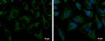 PRDX3 Antibody in Immunocytochemistry (ICC/IF)