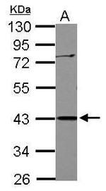 APOBEC3G Antibody in Western Blot (WB)