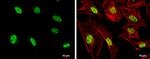 NPM1 Antibody in Immunocytochemistry (ICC/IF)