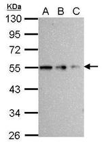 beta Tubulin Antibody in Western Blot (WB)