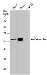 Vimentin Antibody in Western Blot (WB)