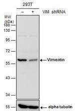 Vimentin Antibody in Western Blot (WB)